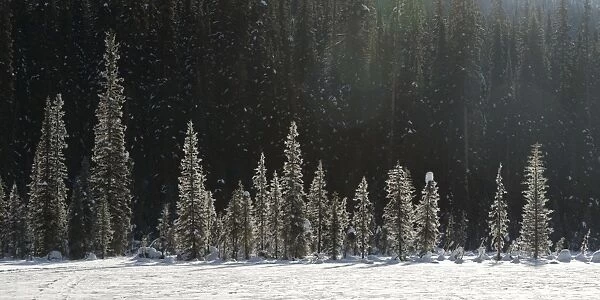 Snowfall and snow covered trees, Yoho National park