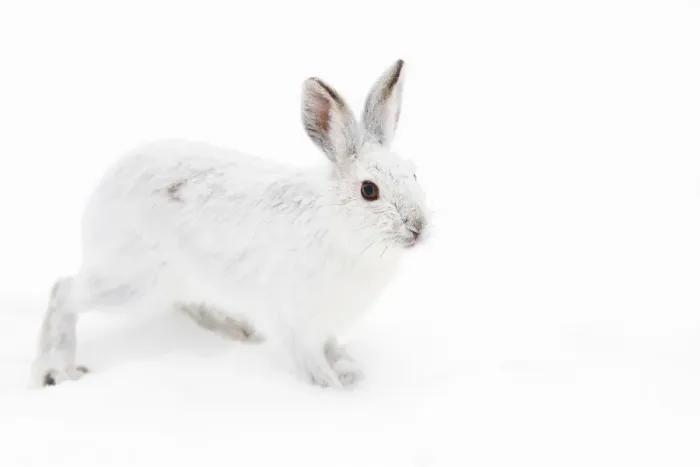 Framed Print : Snowshoe Hare Framed Print : Snowshoe Hare
