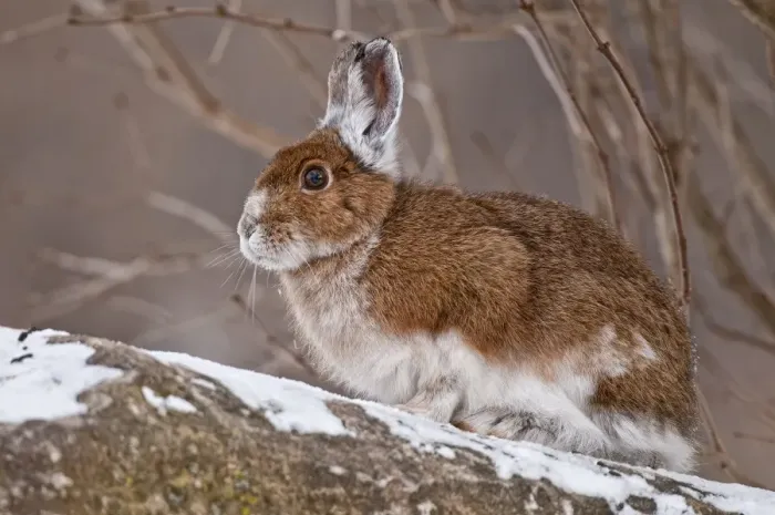 Framed Print : Snowshoe Hare Framed Print : Snowshoe Hare