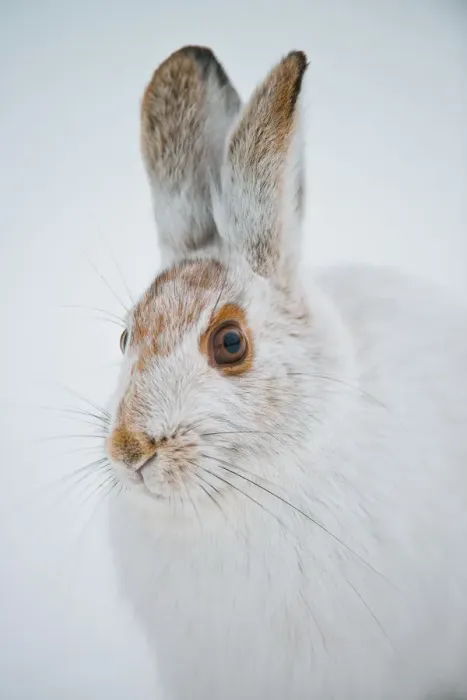 Framed Print : Snowshoe Hare Framed Print : Snowshoe Hare