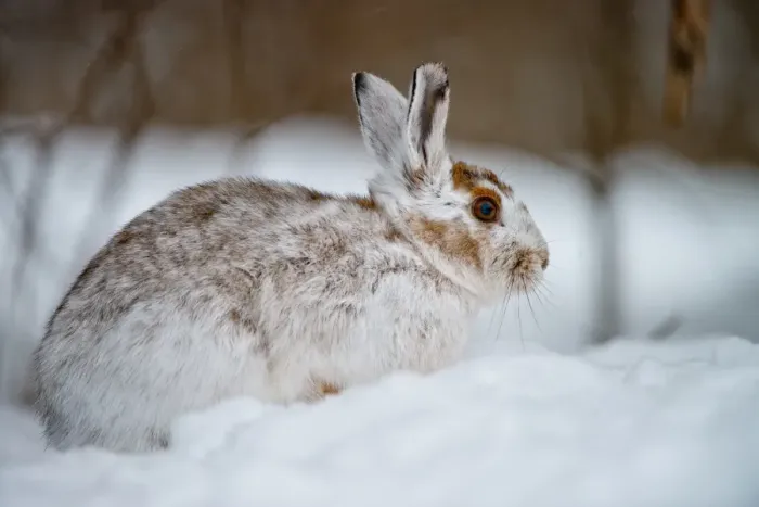 Framed Print : Snowshoe Hare Framed Print : Snowshoe Hare