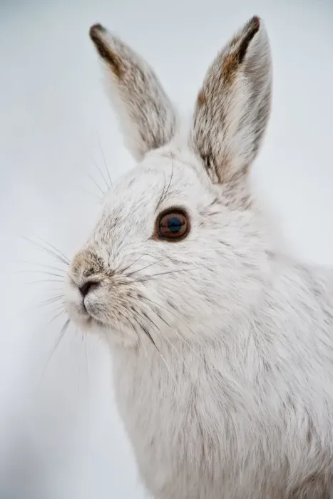 Framed Print : Snowshoe Hare Framed Print : Snowshoe Hare