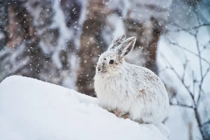 Framed Print : Snowshoe Hare Framed Print : Snowshoe Hare