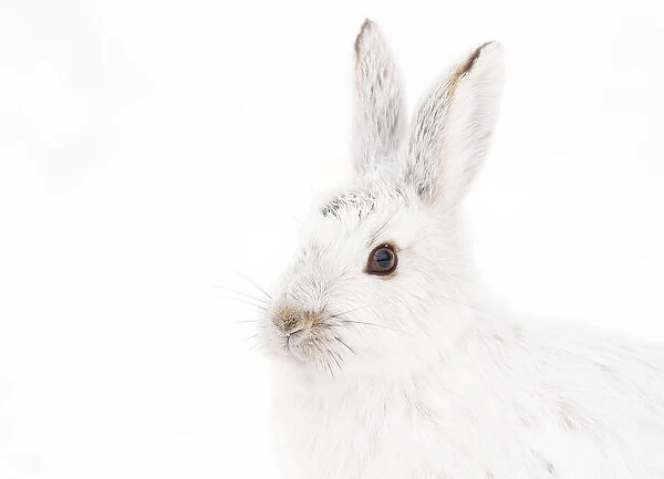 Snowshoe hare portrait