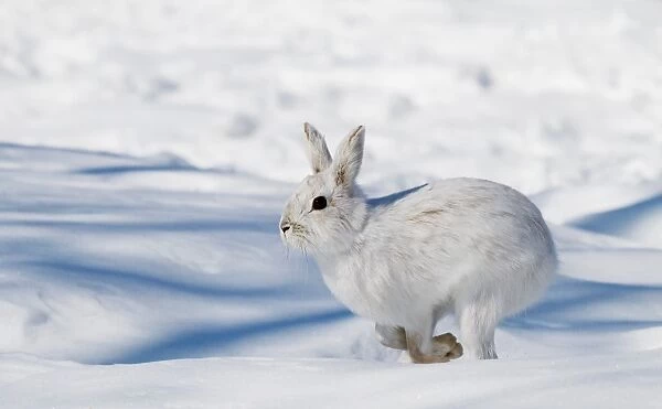 Snowshoe Hare on the run