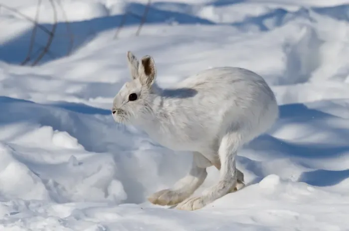 Framed Print : Snowshoe Hare on the run