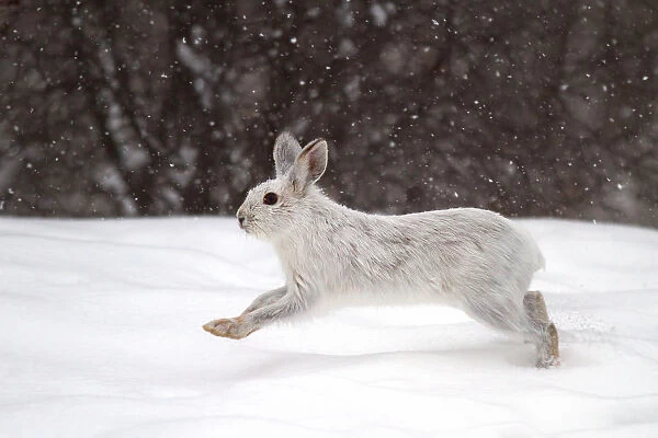Snowshoe hare on the run