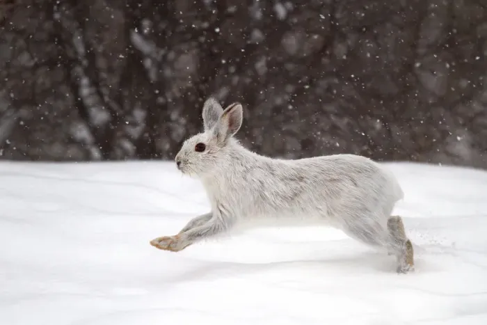 Framed Print : Snowshoe hare on the run
