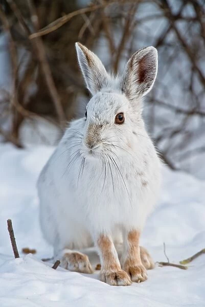 Snowshoe Hare and in snow