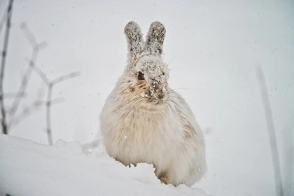 Snowshoe Hare in the snow