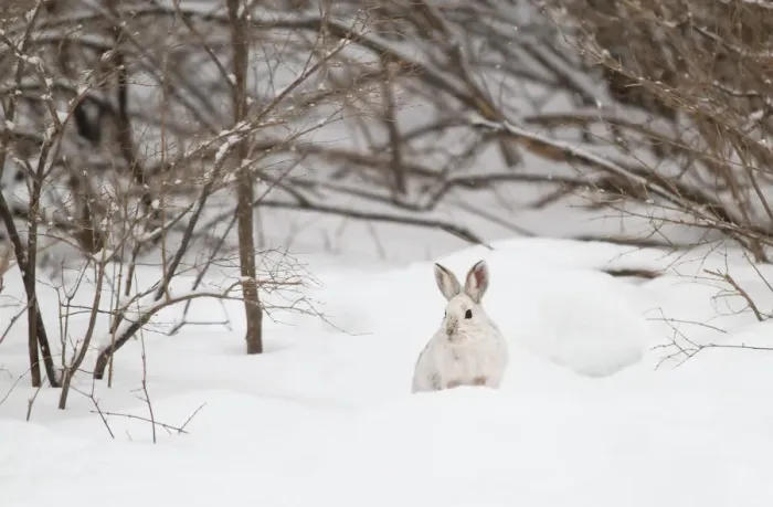 Framed Print : Snowshoe Hare in winter Framed Print : Snowshoe Hare in winter