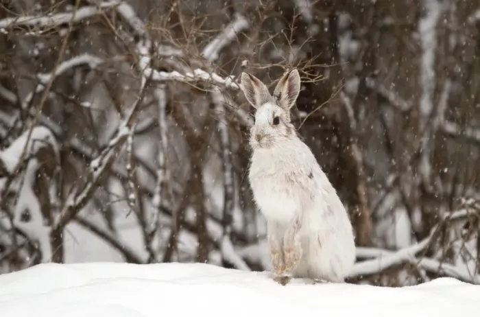 Framed Print : Snowshoe Hare in winter Framed Print : Snowshoe Hare in winter