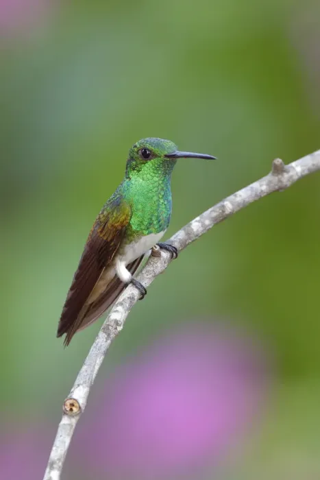 Framed Print : Snowy-bellied Hummingbird Framed Print : Snowy-bellied Hummingbird
