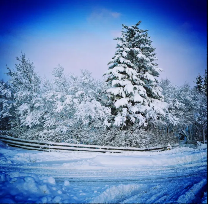 Framed Print : Snowy day. Trees covered with snow after a winter storm, Reykjavik, Iceland Framed Print : Snowy day. Trees covered with snow after a winter storm, Reykjavik, Iceland
