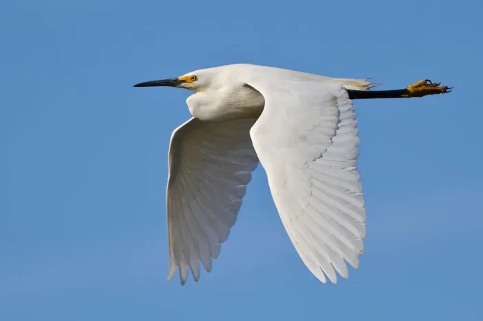 Framed Print : Snowy Egret Framed Print : Snowy Egret