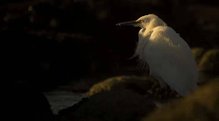 Framed Print : Snowy Egret Framed Print : Snowy Egret