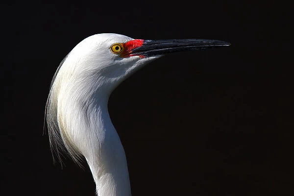 Snowy Egret close-up
