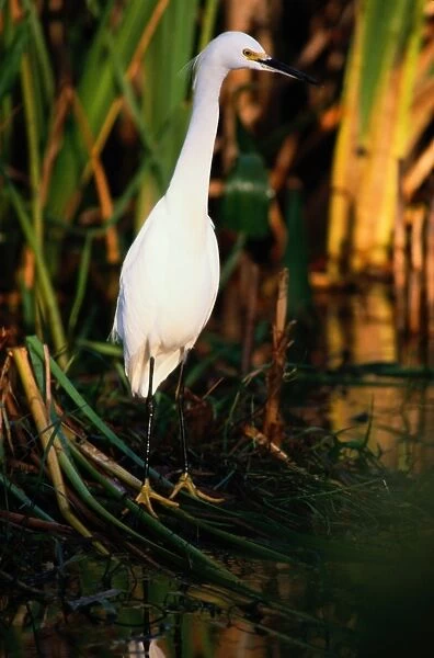 Snowy Egret (Egretta Thula), Everglades National Park, Florida, USA
