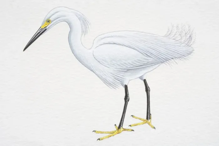 Framed Print : Snowy Egret (Egretta thula), with white plumage, black bill and yellow feet, side view Framed Print : Snowy Egret (Egretta thula), with white plumage, black bill and yellow feet, side view