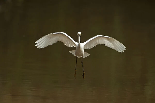 Snowy egret landing on pond
