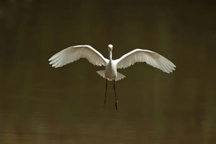 Framed Print : Snowy egret landing on pond Framed Print : Snowy egret landing on pond