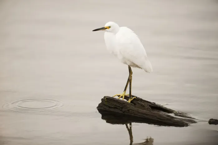 Framed Print : Snowy egret at pond Framed Print : Snowy egret at pond