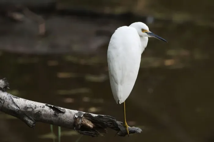 Framed Print : Snowy egret at pond Framed Print : Snowy egret at pond