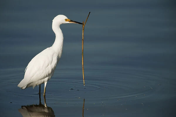 Snowy egret with stick