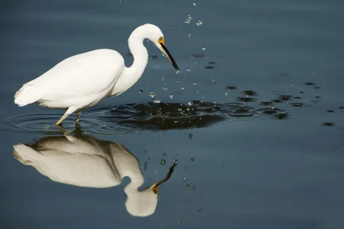 Framed Print : Snowy egret strike Framed Print : Snowy egret strike
