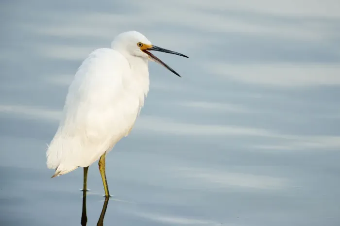 Framed Print : Snowy egret yawning Framed Print : Snowy egret yawning