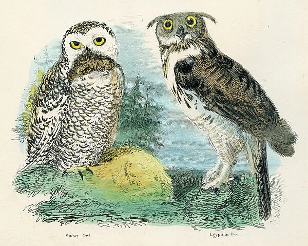 Snowy and Egyptian owl bird engraving 1893