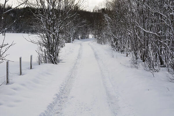 Snowy landscape with footpath, Near Narvik, Troms, Norway