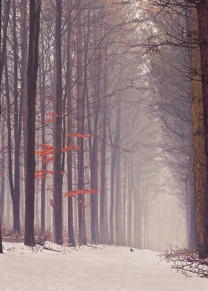 A snowy misty pathway leads through a English woodland