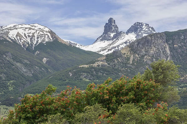 Snowy mountains and Chilean fire bush, also Notro or ciruelillo -Embothrium coccineum-, Villa Cerro Castillo, Aysen, Chile