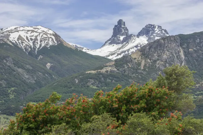 Framed Print : Snowy mountains and Chilean fire bush, also Notro or ciruelillo -Embothrium coccineum-, Villa Cerro Castillo, Aysen, Chile