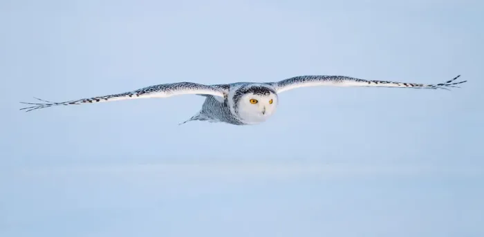 Framed Print : Snowy owl Framed Print : Snowy owl