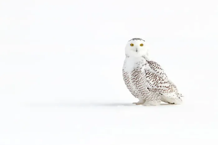 Framed Print : Snowy Owl Framed Print : Snowy Owl