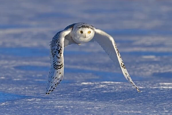 Snowy Owl. snowy owl, winter