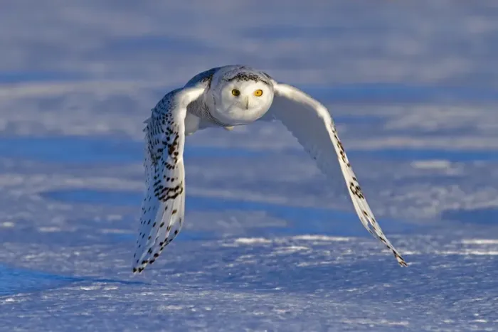 Framed Print : Snowy Owl. snowy owl, winter Framed Print : Snowy Owl. snowy owl, winter