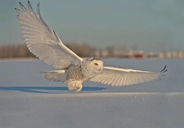 Snowy Owl. Female Snowy Owl coming in for a landing with wings outstretched