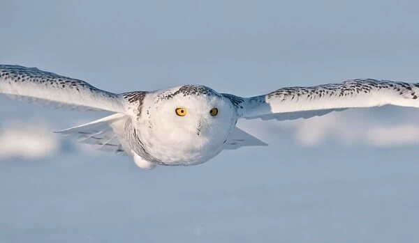 Snowy Owl. All Rights Reserved Worldwide