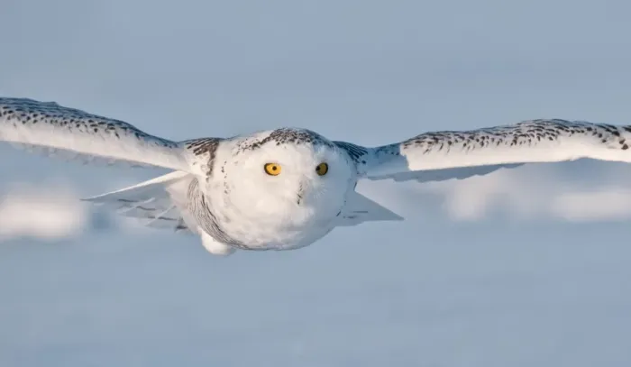 Framed Print : Snowy Owl. All Rights Reserved Worldwide Framed Print : Snowy Owl. All Rights Reserved Worldwide