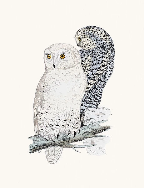 Snowy Owl. A photograph of an original hand-colored engraving