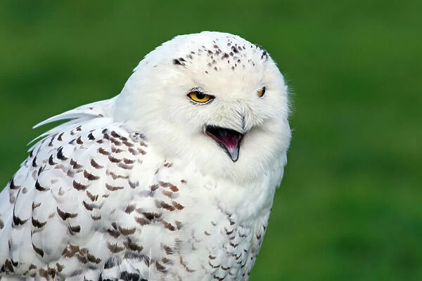 Snowy Owl, Arctic Owl, Great White Owl, Harfang (Bubo scandiacus) (Nyctea scandiaca), calling