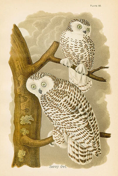 Snowy owl bird lithograph 1890
