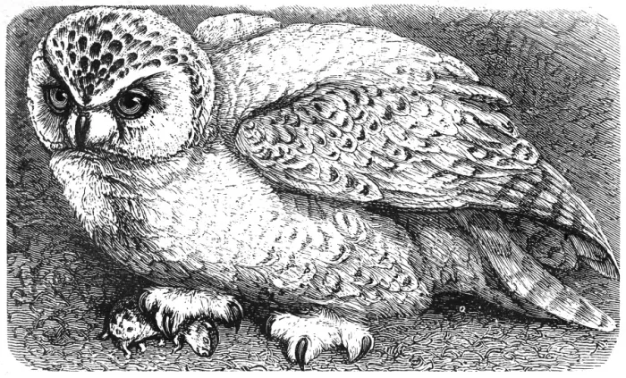 Framed Print : Snowy owl (Bubo scandiacus) Framed Print : Snowy owl (Bubo scandiacus)