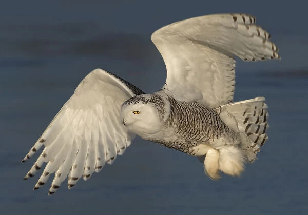 Snowy owl (Bubo scandiacus) flies low hunting over an open snowy field in Canada