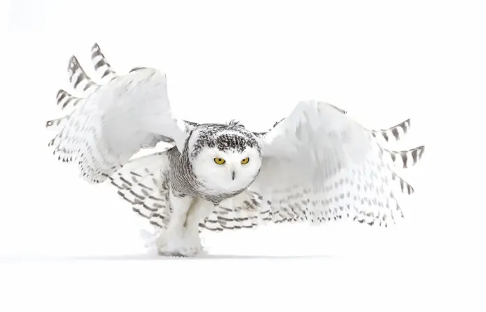 Framed Print : Snowy owl (Bubo scandiacus) lifts off to hunt over a snow covered field in Canada Framed Print : Snowy owl (Bubo scandiacus) lifts off to hunt over a snow covered field in Canada