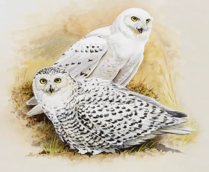Framed Print : Snowy owl (Bubo scandiacus), male and female, sitting side by side, side view Framed Print : Snowy owl (Bubo scandiacus), male and female, sitting side by side, side view