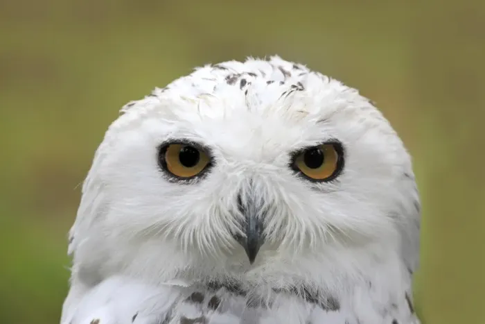 Framed Print : Snowy Owl -Bubo scandiacus-, portrait, captive, Wildpark Alte Fasanerie, Hanau, Hesse, Germany Framed Print : Snowy Owl -Bubo scandiacus-, portrait, captive, Wildpark Alte Fasanerie, Hanau, Hesse, Germany